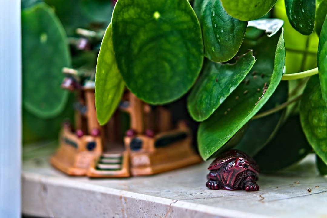 Photo by Konstantinos Papadopoulos a close up of a plant with leaves